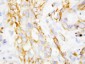 Anti-Beta Defensin 1 Antibody