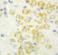 Anti-FGF9 Antibody