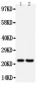 Anti-FGF9 Antibody