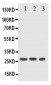 Anti-FADD Antibody