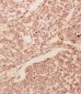 Anti-GDNF Antibody