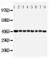 Anti-PPID Antibody