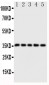 Anti-Fos B Antibody