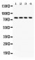 Anti-Tau Antibody