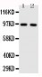 Anti-TLR4 Antibody
