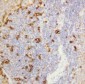 Anti-Alpha Amylase 1 Antibody