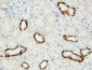 Anti-Aquaporin 3 Antibody