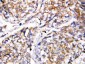 Anti-Caspase 4 Antibody