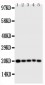 Anti-Caspase 4 Antibody