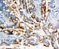 Anti-APE1 Antibody