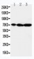 Anti-MEKK2 Antibody