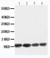 Anti-Apelin Antibody