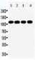 Anti-STAT2 Antibody