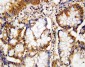 Anti-Caspase-10 Antibody