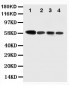 Anti-Caspase-10 Antibody