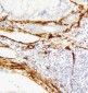 Anti-Caveolin-1 Antibody