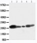 Anti-Caveolin-1 Antibody