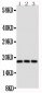 Anti-CD90/Thy1 Antibody