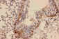 Anti-Collagen IV Antibody