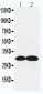 Anti-Collagen IV Antibody