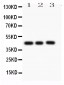 Anti-Caspase-1(P10) Antibody