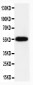 Anti-Caspase-8(P10) Antibody