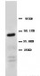 Anti-Emmprin Antibody