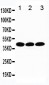 Anti-TBP Antibody