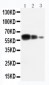 Anti-ADAM10 Antibody