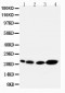 Anti-Caveolin-2 Antibody