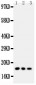 Anti-Caveolin-2 Antibody