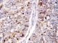 Anti-Cdc25B Antibody