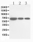 Anti-Cdc25B Antibody