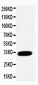 Anti-Cdk2 Antibody