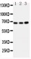 Anti-GBP1 Antibody