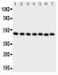 Anti-CTBP2 Antibody