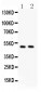 Anti-c-Myc Antibody