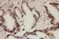 Anti-Cullin 1 Antibody