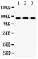 Anti-Cullin 1 Antibody