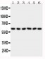 Anti-PAK1 Antibody