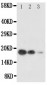 Anti-SCF Antibody