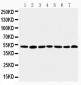 Anti-CtBP1 Antibody