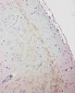 Anti-GABA A Receptor Alpha 1 Antibody