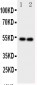 Anti-GABA A Receptor Alpha 1 Antibody