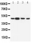 Anti-Dopamine Receptor D3 Antibody