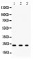 Anti-GST3/GST Pi Antibody