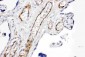 Anti-CD168 Antibody