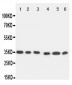 Anti-Caspase-9 Antibody