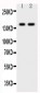 Anti-CD45 Antibody