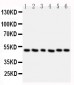 Anti-HDAC3 Antibody